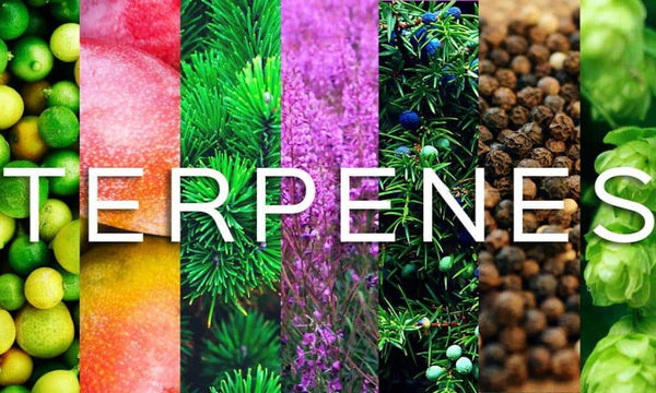 How Terpenes Work in On The Green CBD Products
